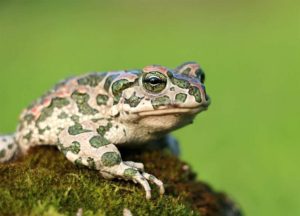 What is the heart of amphibians: a detailed description and characteristics