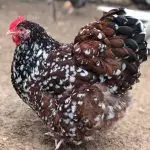 What is the Kuchinsky jubilee breed of chickens: features of their maintenance and feeding