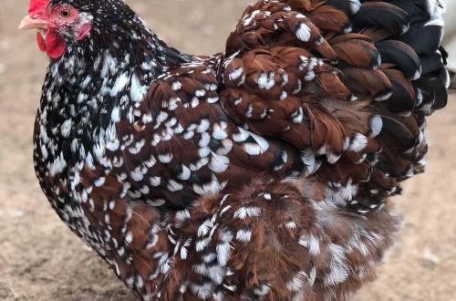 What is the Kuchinsky jubilee breed of chickens: features of their maintenance and feeding