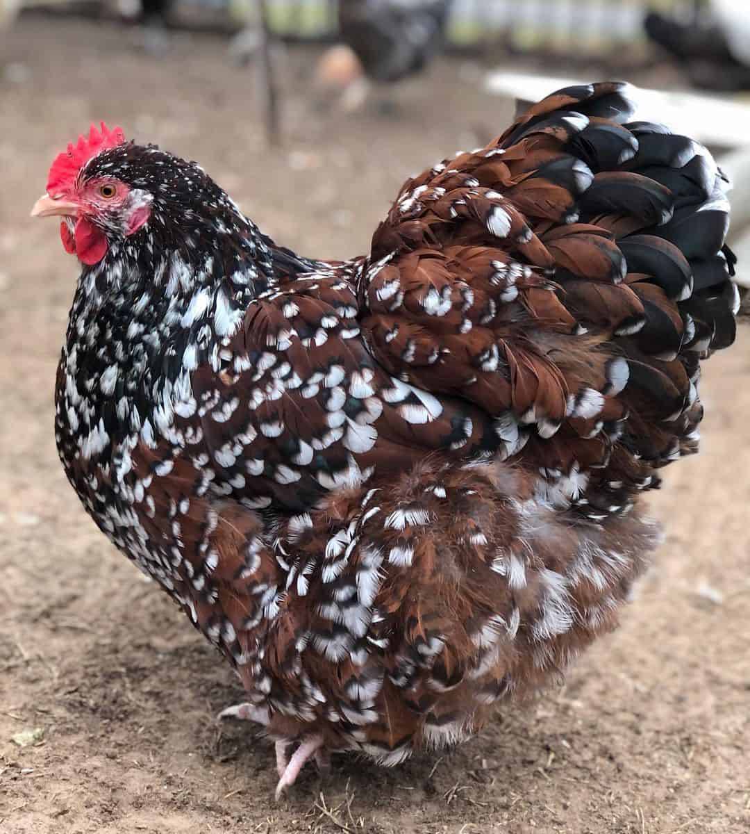 What is the Kuchinsky jubilee breed of chickens: features of their maintenance and feeding