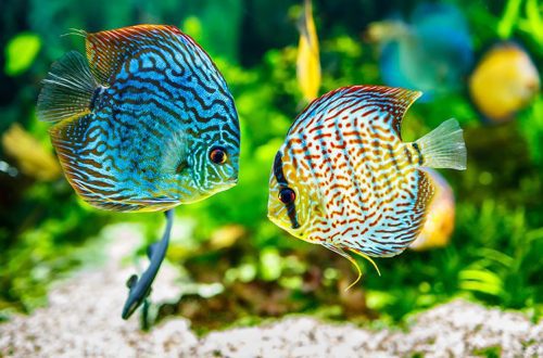 What is the name of an aquarium fish?