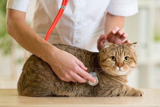What is the normal temperature in cats and what vital signs should be monitored