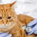 Osteoarthritis in cats: diagnosis and treatment
