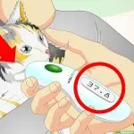 What is the normal temperature of a cat: how to measure and bring down the elevated temperature, advice from veterinarians