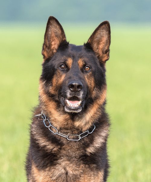 What kind of dog to get: shepherd breeds