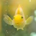 Top 5 mistakes in feeding aquarium fish