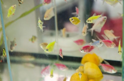 What kind of fish to buy in the aquarium?