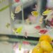 Aquarium fish often hide &#8211; what does this mean