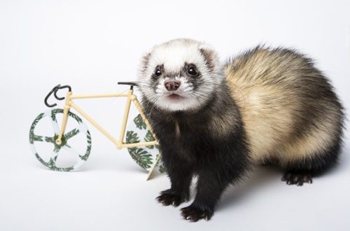 What litter to choose for ferrets?