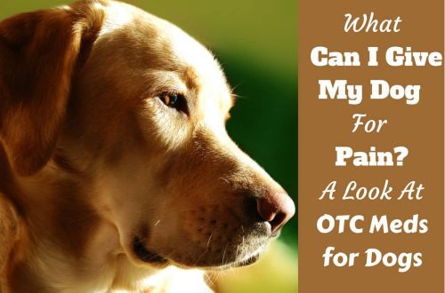 What painkillers can you give your dog?