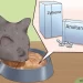 How to check the health of a cat at home
