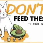 What should a decorative rabbit eat in order not to get sick from the wrong diet?