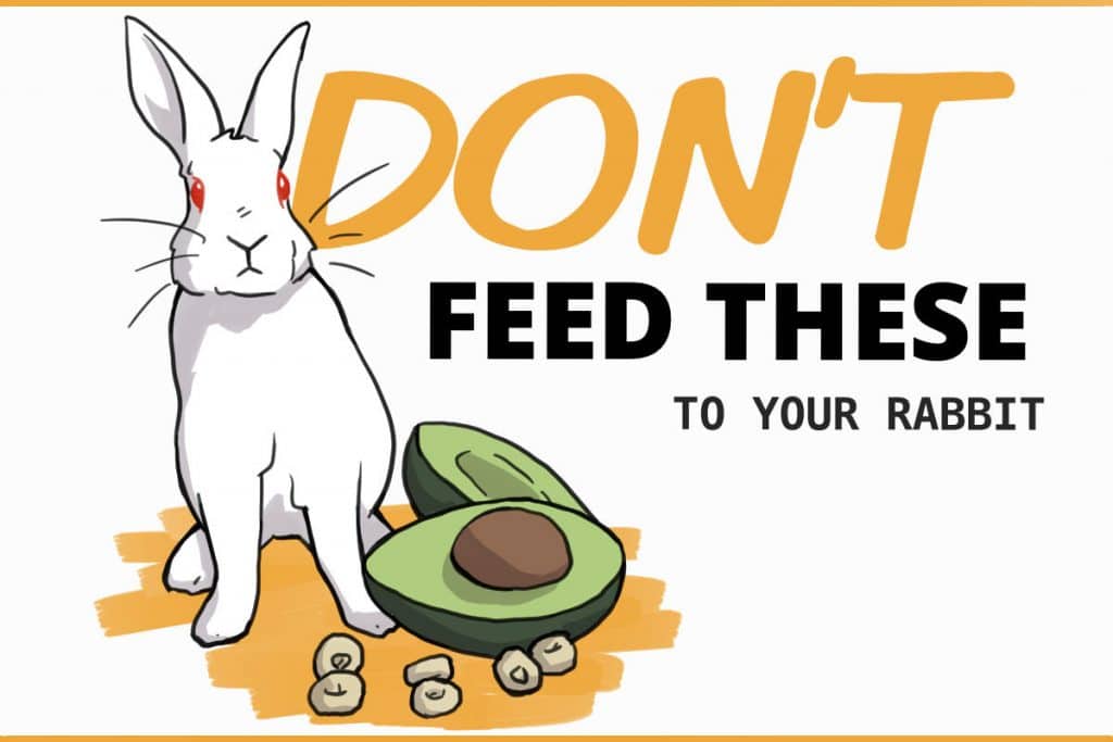 What should a decorative rabbit eat in order not to get sick from the wrong diet?