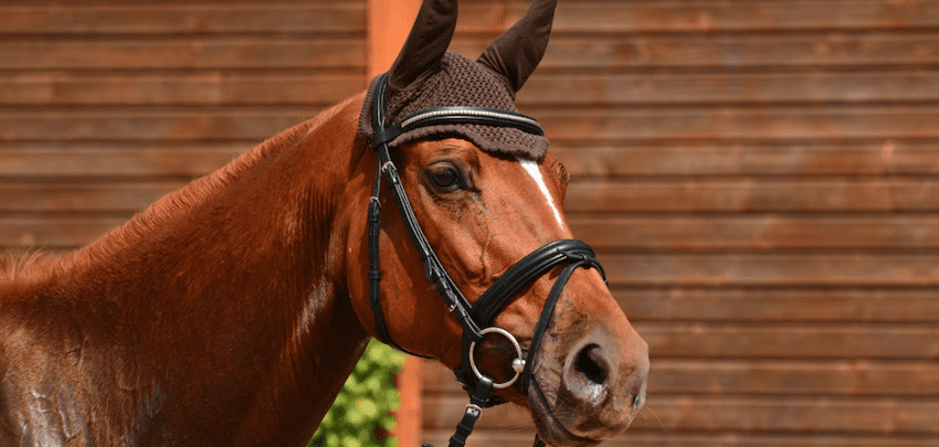 What should be considered when choosing a bridle?