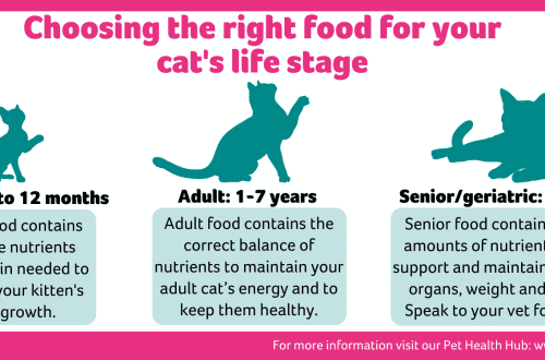 What should be the diet of a cat?