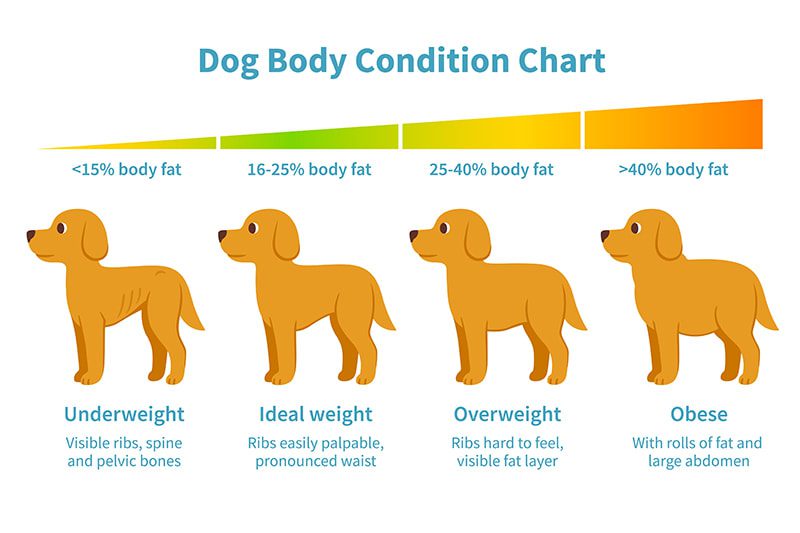 What should I do if my dog ​​is overweight?