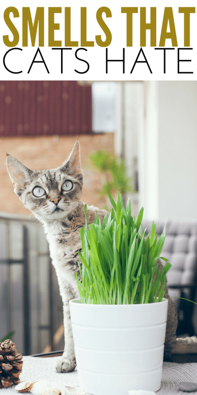 What smells do cats dislike and dislike?