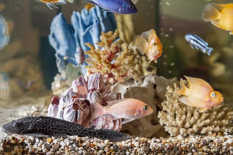 What soil to choose for an aquarium and why is it needed