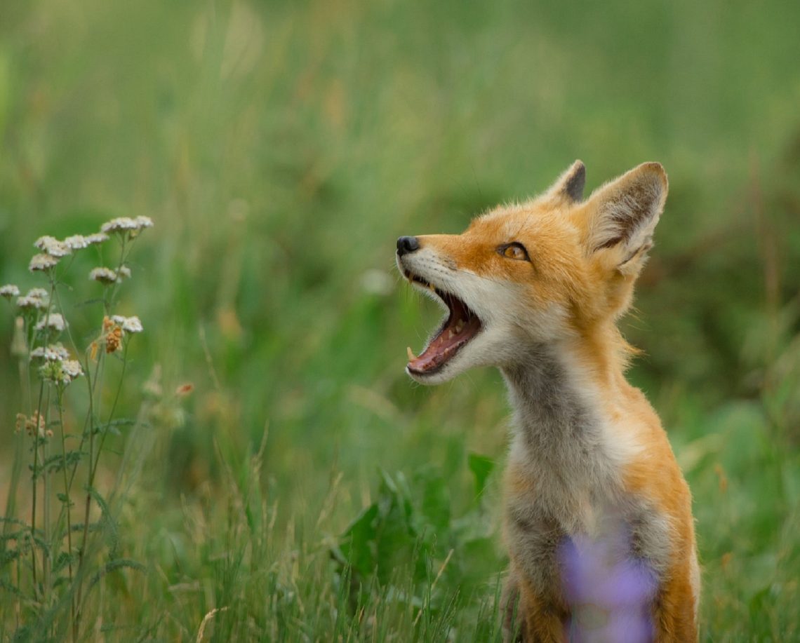 What sound can a fox make when it lives in the wild and at home, expressing its feelings