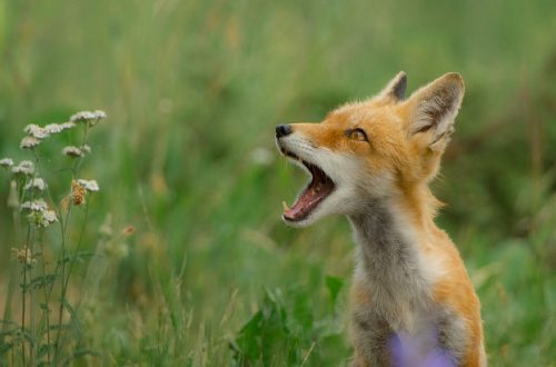What sound can a fox make when it lives in the wild and at home, expressing its feelings