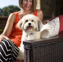 What to Ask Your Veterinarian if You Have an Older Small Breed Dog