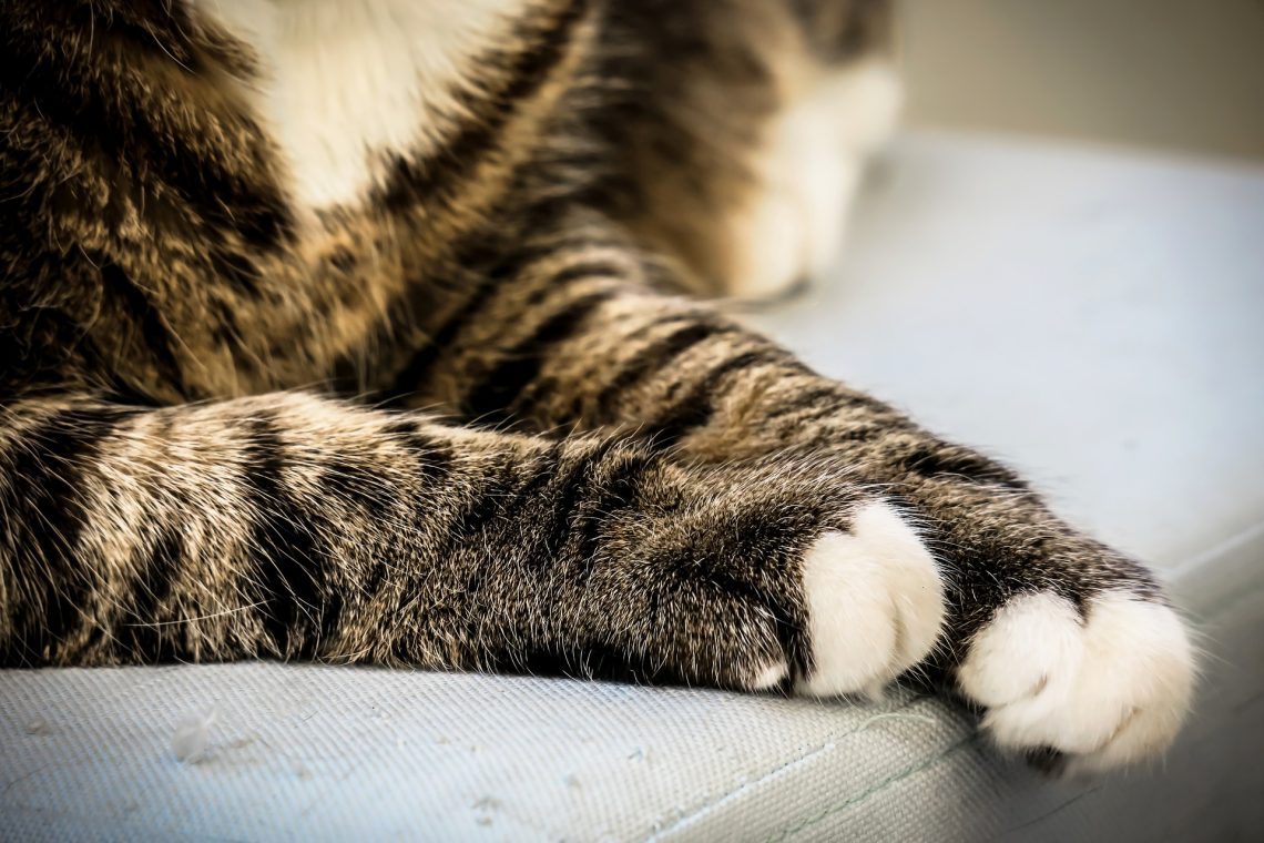 What to do if a cat breaks its paw