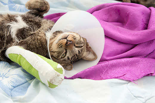 What to do if a cat breaks its paw