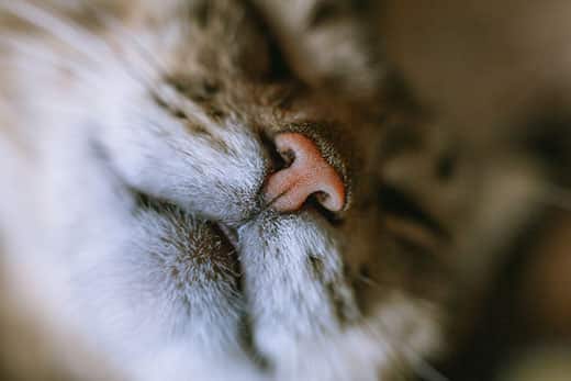 What to do if a cat has a runny nose