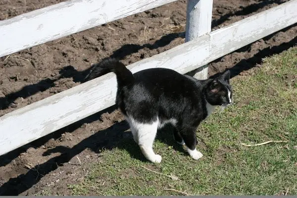 What to do if a cat marks territory