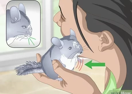 What to do if a chinchilla sneezes, coughs or has a cold