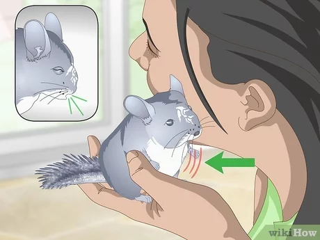 What to do if a chinchilla sneezes, coughs or has a cold