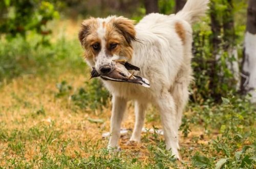 What to do if a dog ate a dead bird