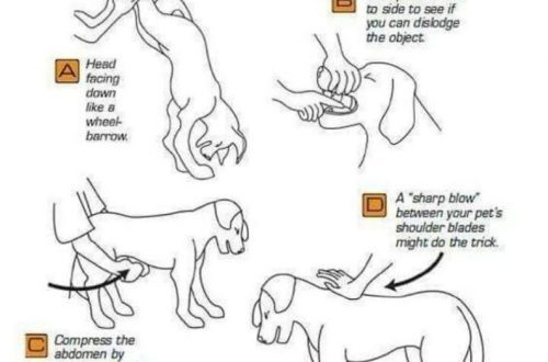 What to do if a dog chokes on a bone or other object