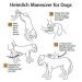 How to wash the nose of a dog with a runny nose and can it be done at home