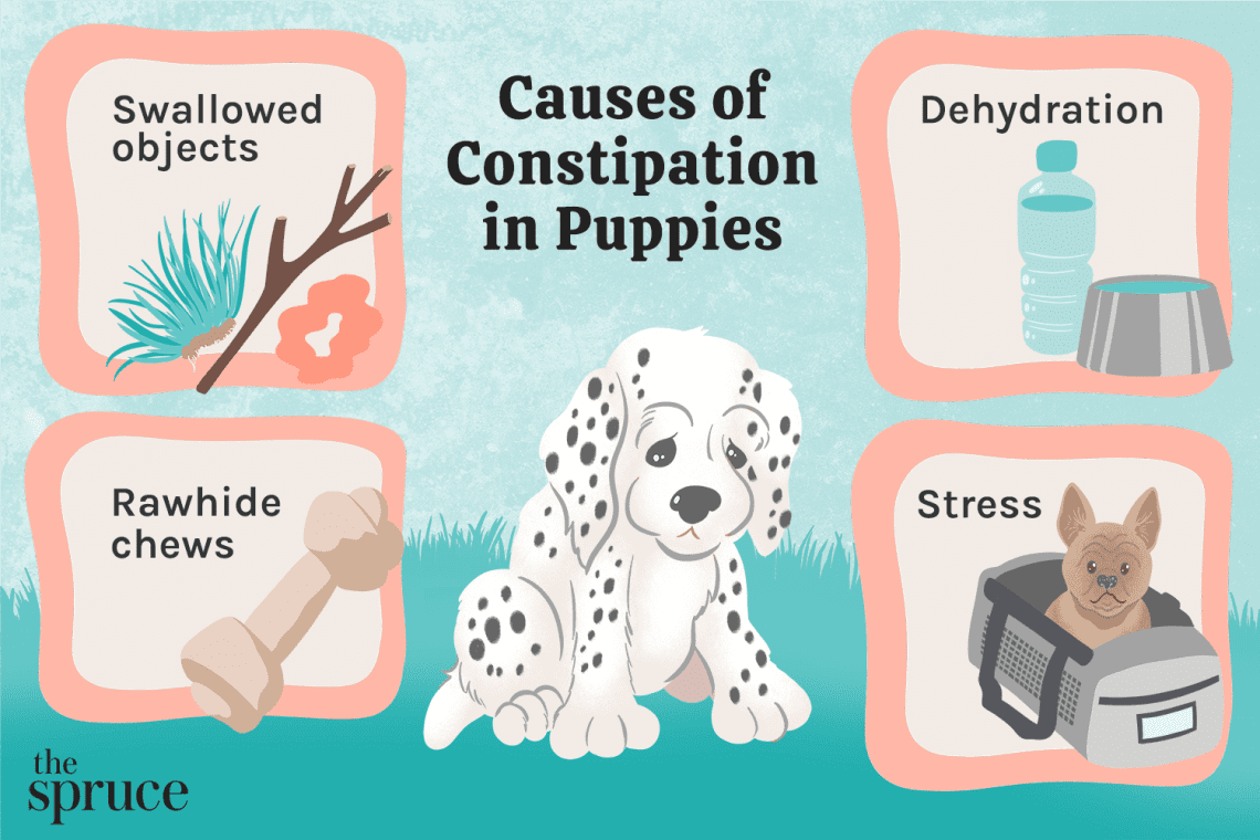 What to do if a dog has constipation: symptoms, causes and consequences, treatment and prevention of constipation