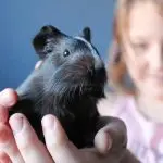 What to do if a guinea pig has a festering or watery eye – treatment and symptoms of possible diseases
