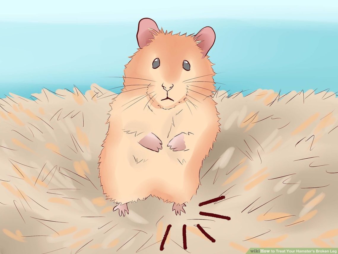 What to do if a hamster broke a paw, symptoms and treatment of paw fractures