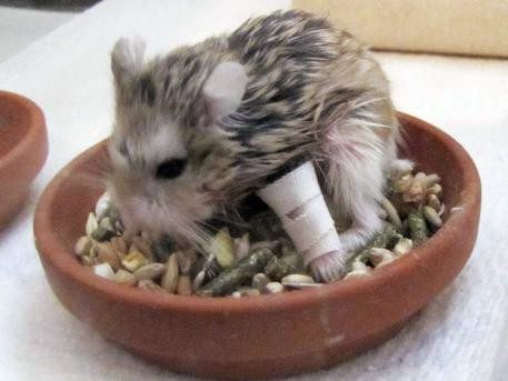 What to do if a hamster broke a paw, symptoms and treatment of paw fractures
