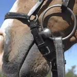 What to do if a horse grinds its teeth on a snaffle?