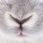 What to do if a rabbit has a nosebleed