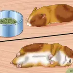 What to do if bitten by a hamster to the blood