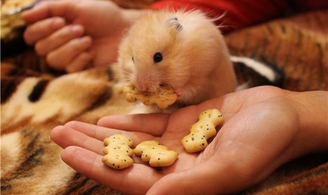 What to do if bitten by a hamster to the blood