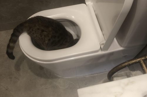 What to do if the cat can not go to the toilet in a small way