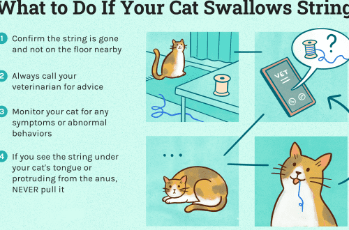 What to do if the cat swallowed the thread