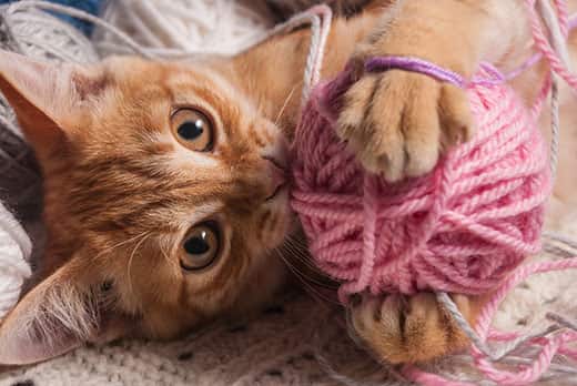 What to do if the cat swallowed the thread