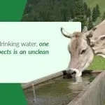 What to do if the cow does not eat or drink