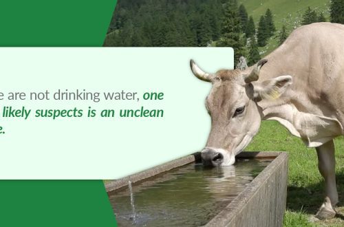 What to do if the cow does not eat or drink