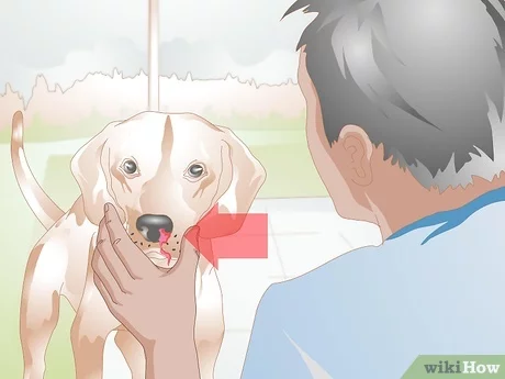 Ինչ անել, եթե շունը քիթը հասցրեց արյան