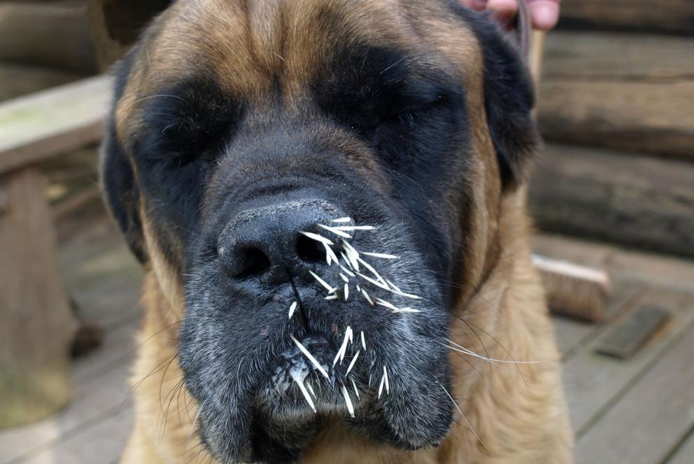 What to do if the dog has become a victim of porcupine quills?