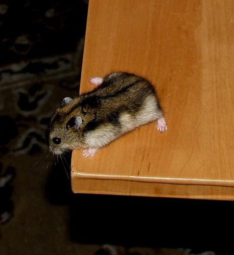 What to do if the hamster fell from a height or from a table